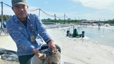 Photo of Tingkatkan Perekonomian, Budidaya Tambak Udang di Donggala Harus Modern