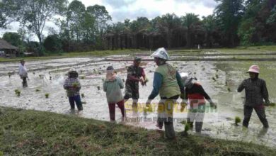 Photo of Babinsa Pamona Selatan Turun ke Sawah Bantu Petani