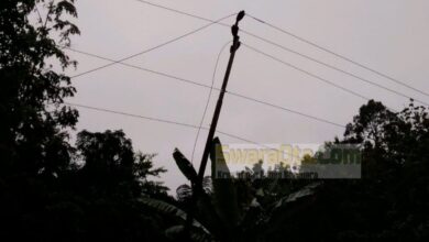 Photo of Pohon Tumbang Aliran Listrik di Kaliburu Terganggu, PLN ULP Tambu Gerak Cepat Perbaiki Pemadaman