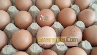 Photo of Harga Telur Ayam di Poso Naik Drastis