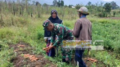 Photo of Dukung Ketahanan Pangan, Anggota Koramil Lore Utara Bantu Petani Panen Sayur