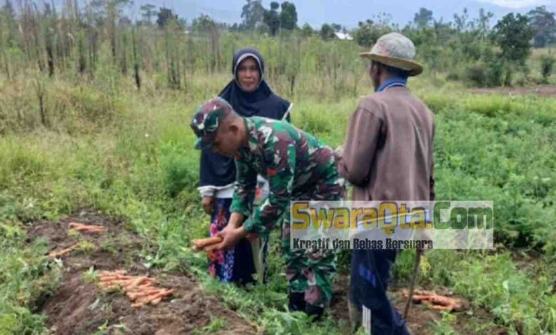 Photo of Dukung Ketahanan Pangan, Anggota Koramil Lore Utara Bantu Petani Panen Sayur