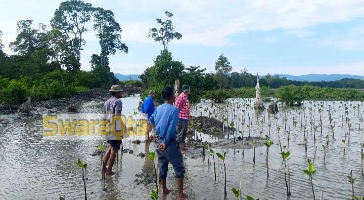 Program Sobat Mangrove berjalan sukses