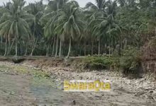 Photo of Dampak Musim Kemarau, Petani di Poso Pesisir Sulit Panen