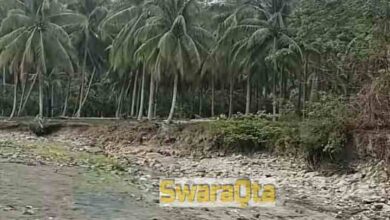Photo of Dampak Musim Kemarau, Petani di Poso Pesisir Sulit Panen
